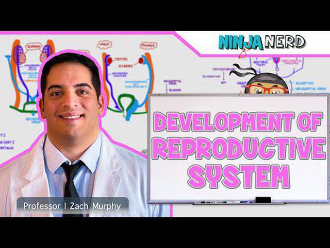 Reproductive System Development