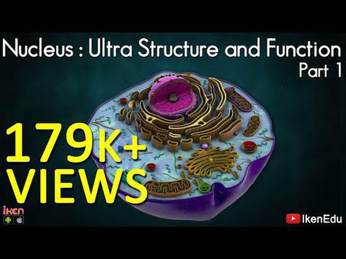 Nucleus-Ultra structure