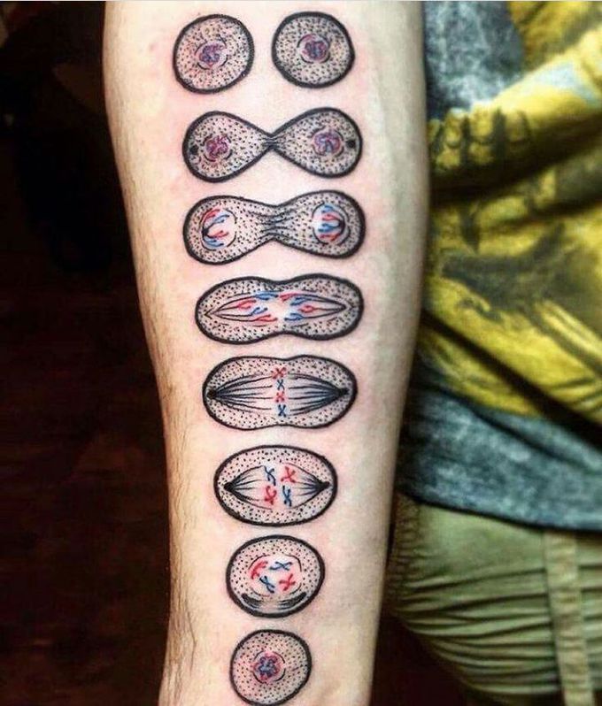 Creative way to show MITOSIS stage