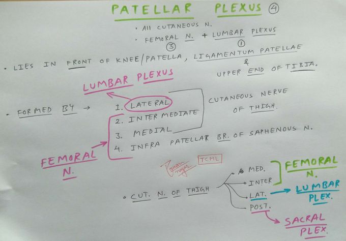 Patellar plexus