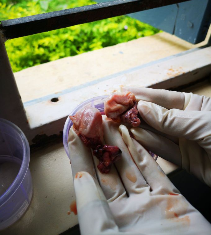 Ovary specimen