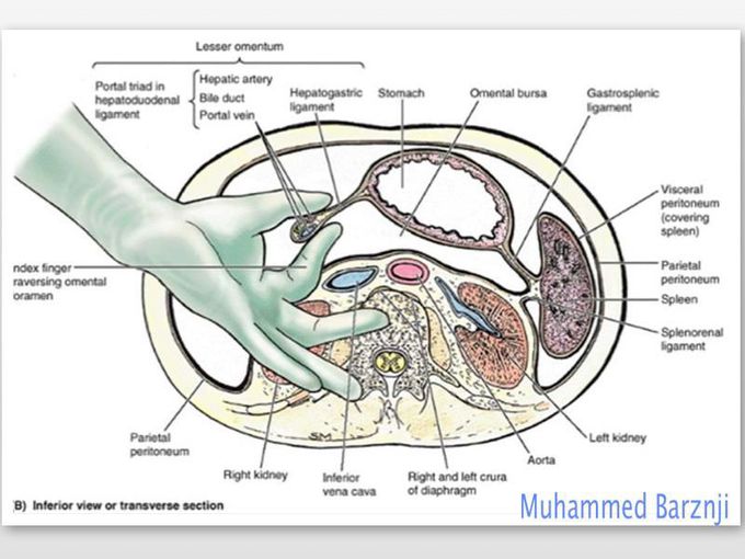 Abdominal Anatomy