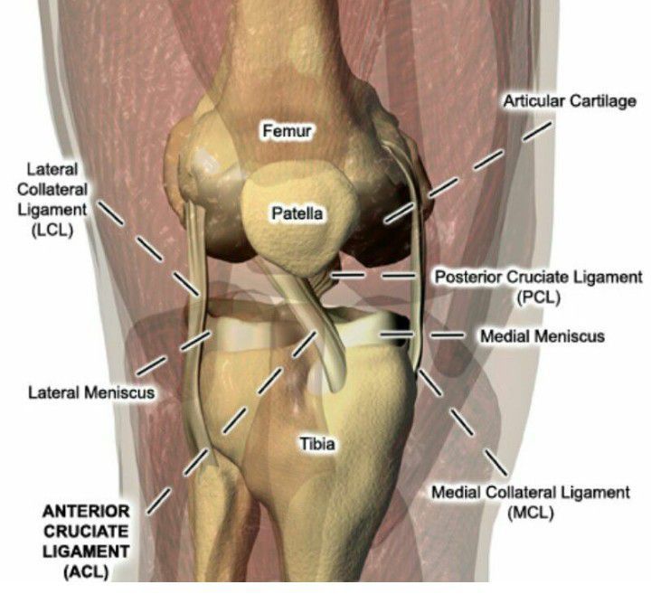 Anatomy of the knee - MEDizzy