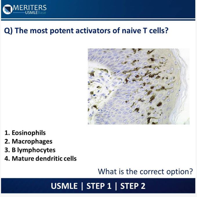 Most potent activator of naive T cells