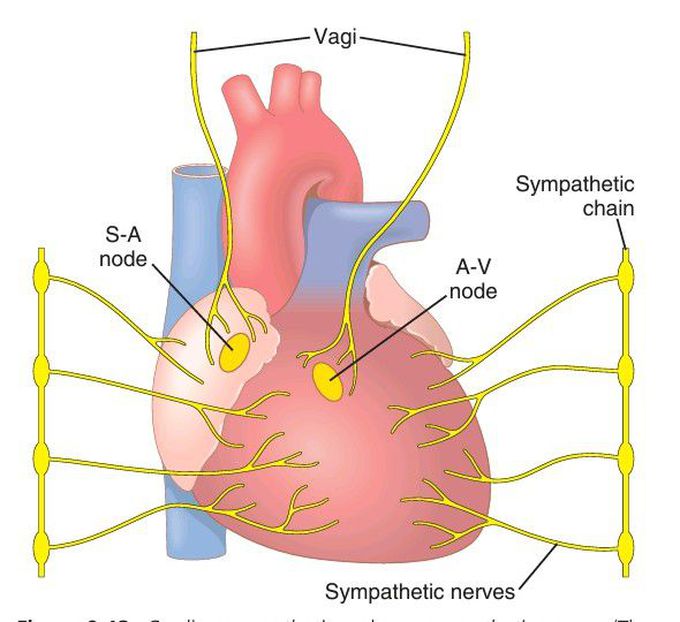 Cardiac nerves