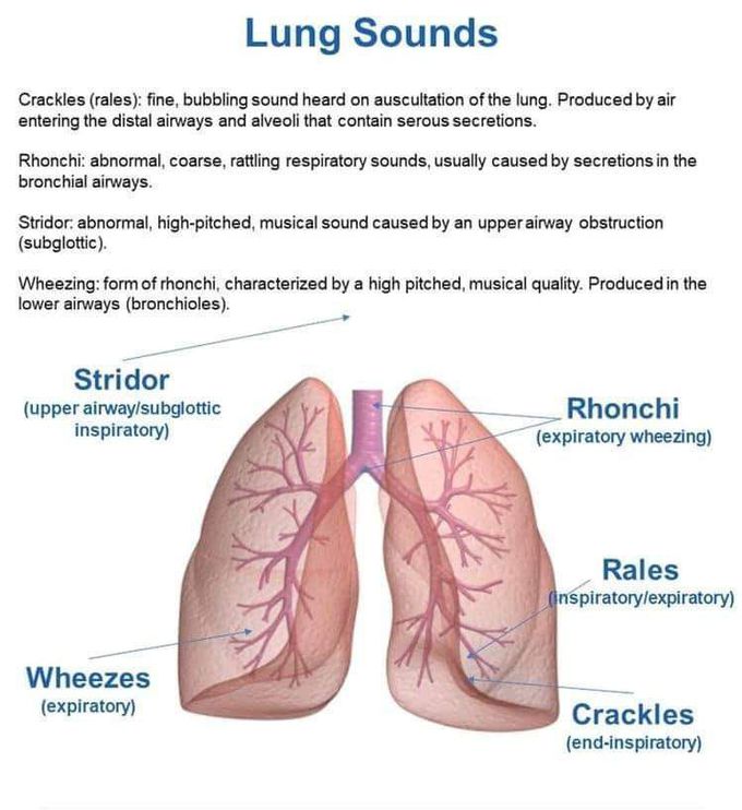 Lungs crickle