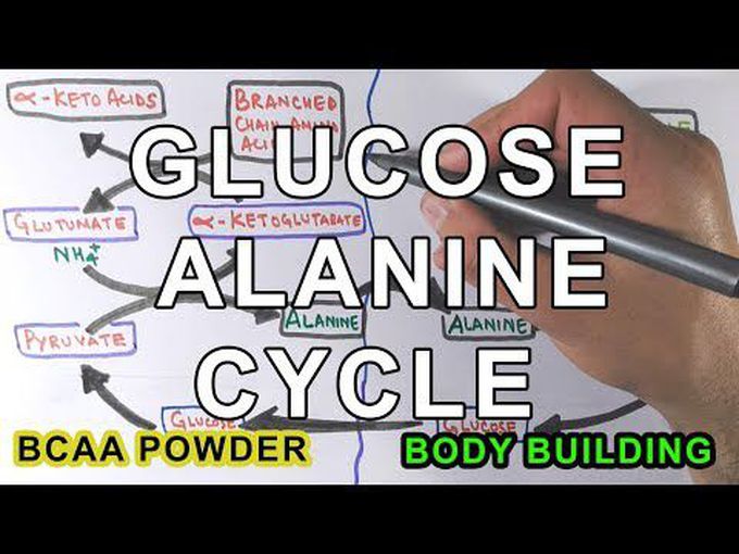 The Cahill Cycle (Glucose-Alanine Cycle)