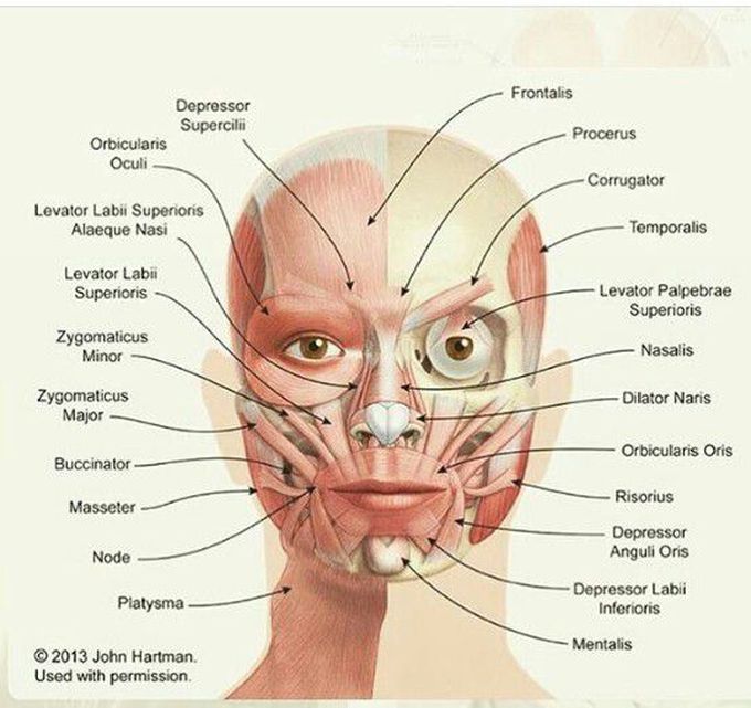 medical terminology for face