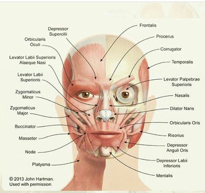 Muscles of face