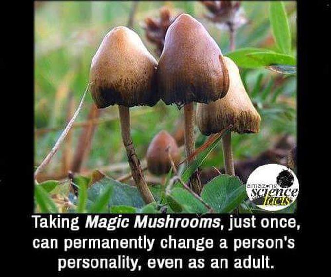 Fact