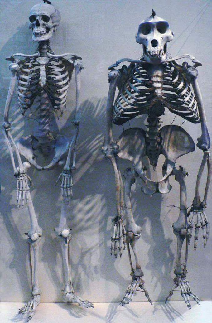 human & gorilla
