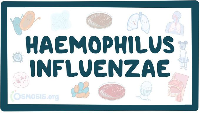 Haemophilus Influenzae
