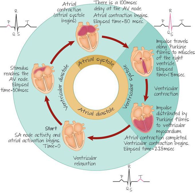 Cardiac Conduction Cycle