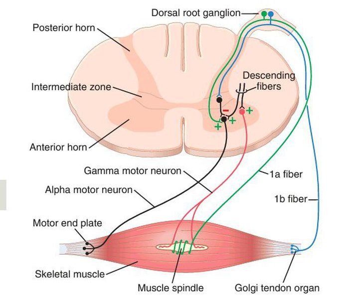 Skeletal muscle innervation