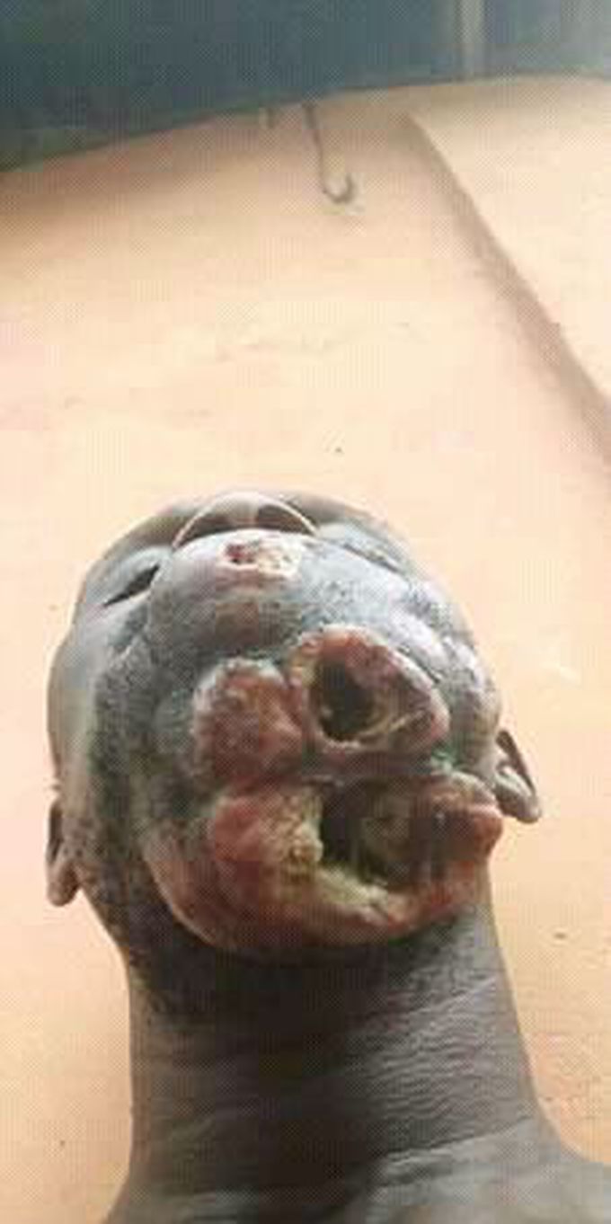 Please diagnosis and treatment