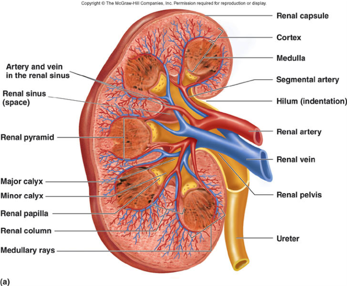 Kidney