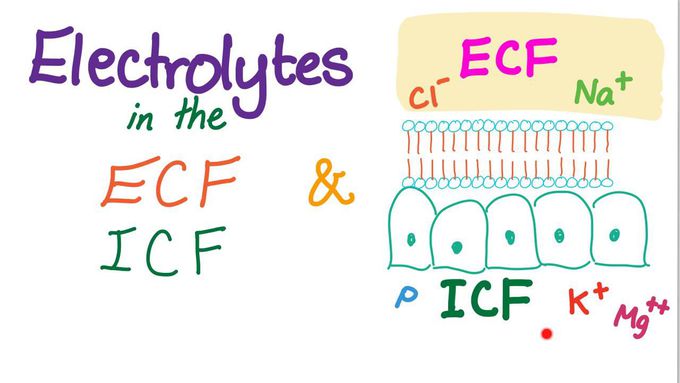 Electrolytes in the ECF and ICF