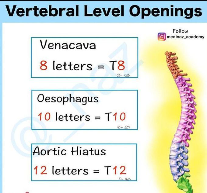 Vertebral level openings