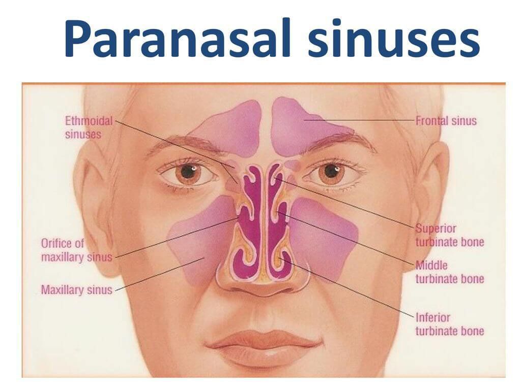 paranasal sinuses model