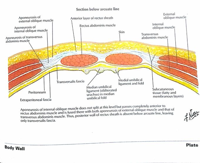 Abdominal wall✌