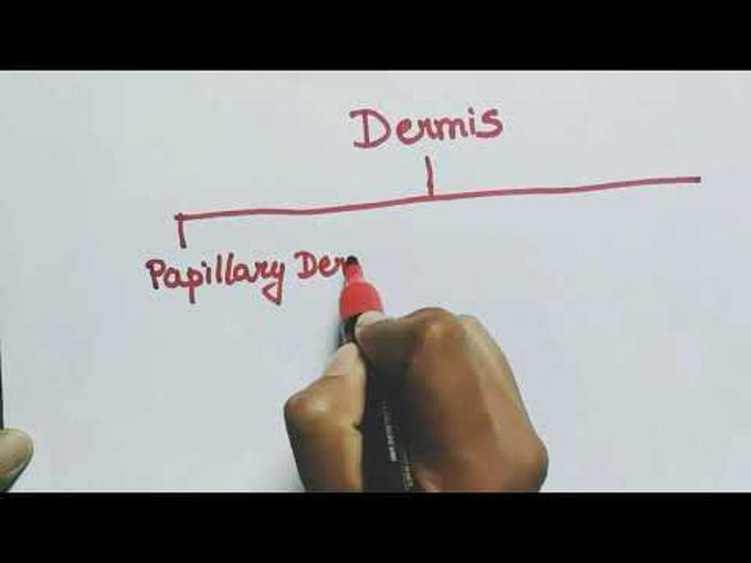 Integumentary System- Histology of the Dermis
