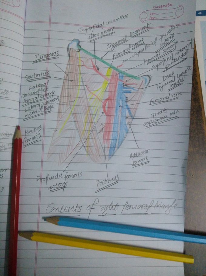 Femoral triangle