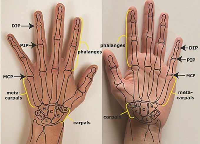 Study anatomy creatively