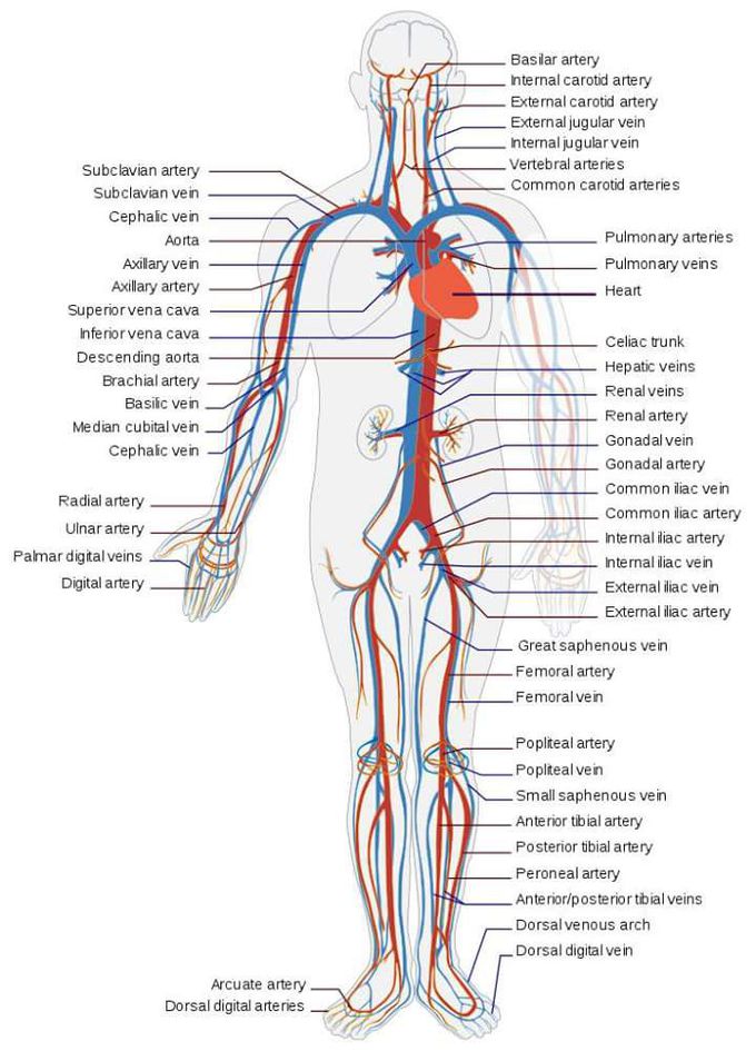 Artery and Veins
