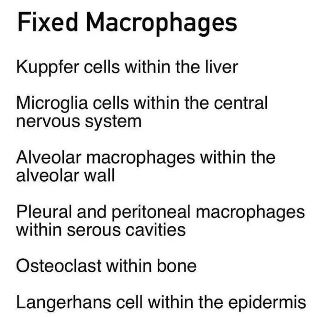 Fixed Macrophages