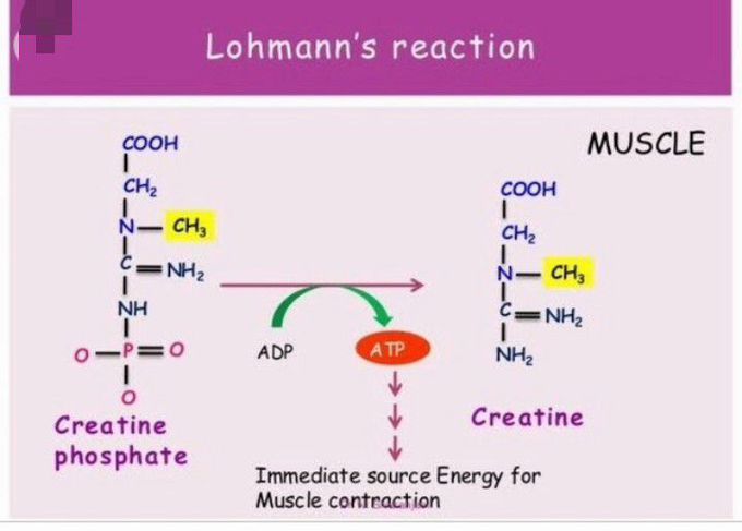 Lohmans reaction