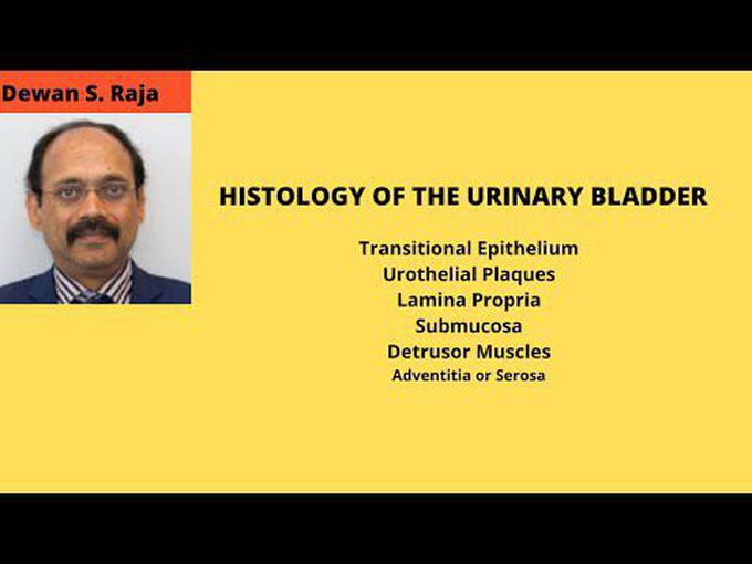 Urinary Bladder Histology