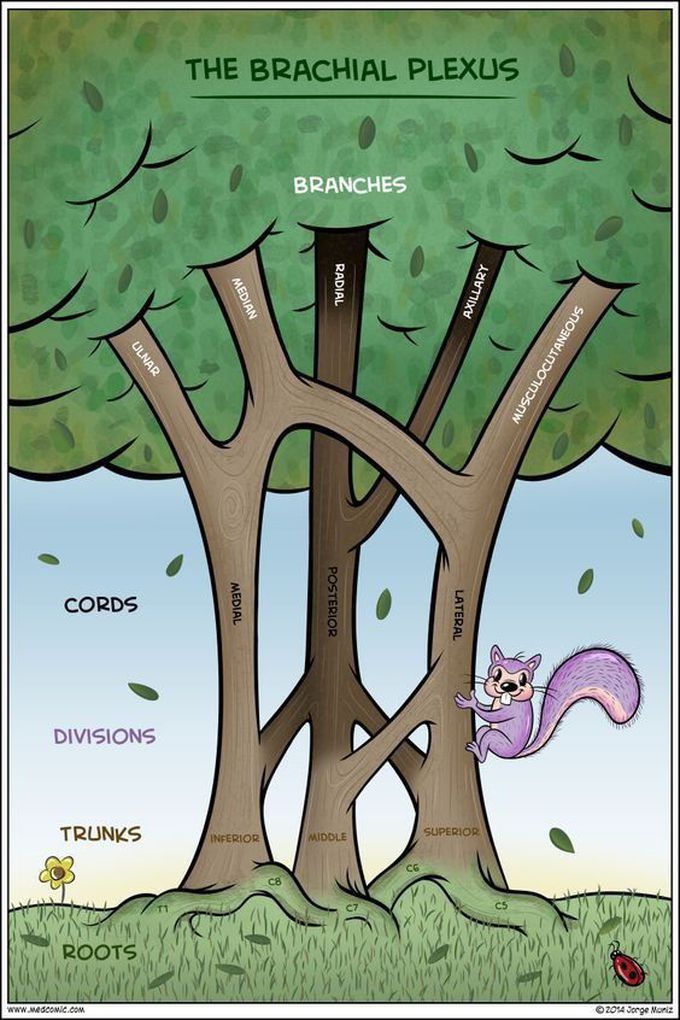 Brachial plexus tree