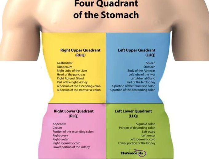Quadrants of Stomach