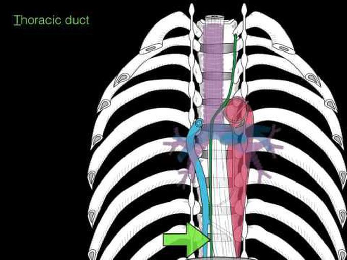 Mediastinum