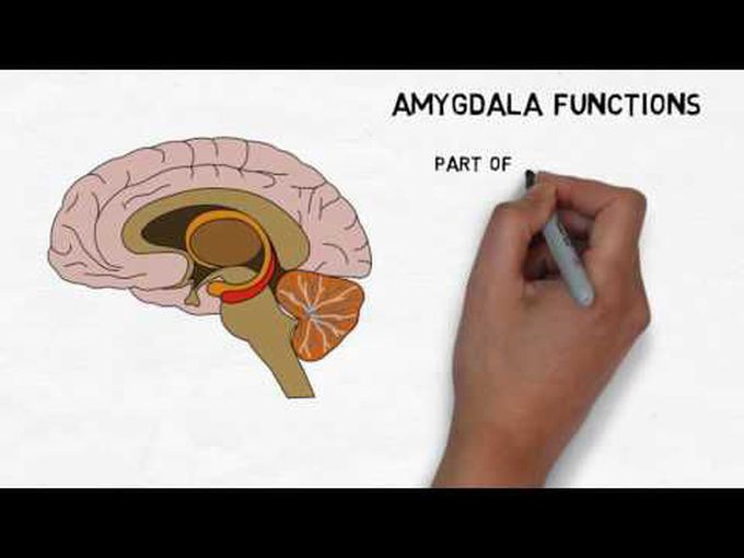 Anatomy of Amygdaloid Nuclei