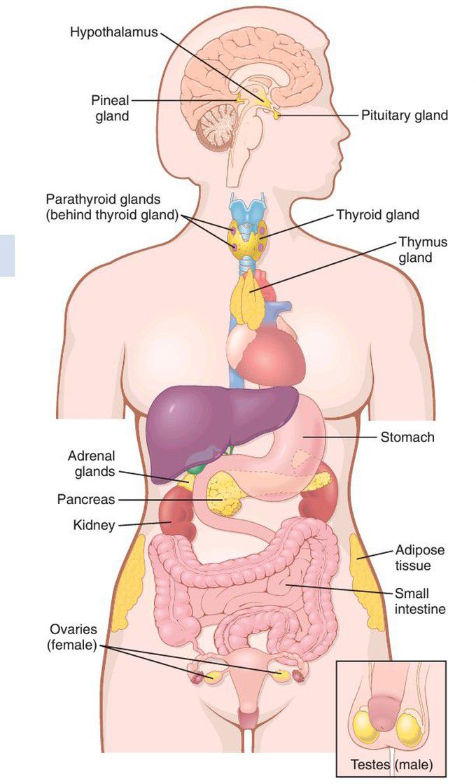 Principle endocrine glands