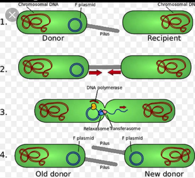 Jumping gene in bacteria