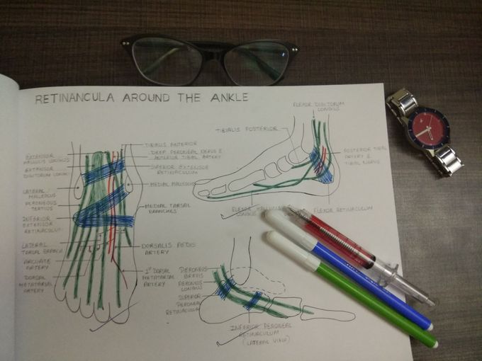 Gross Anatomy Journal