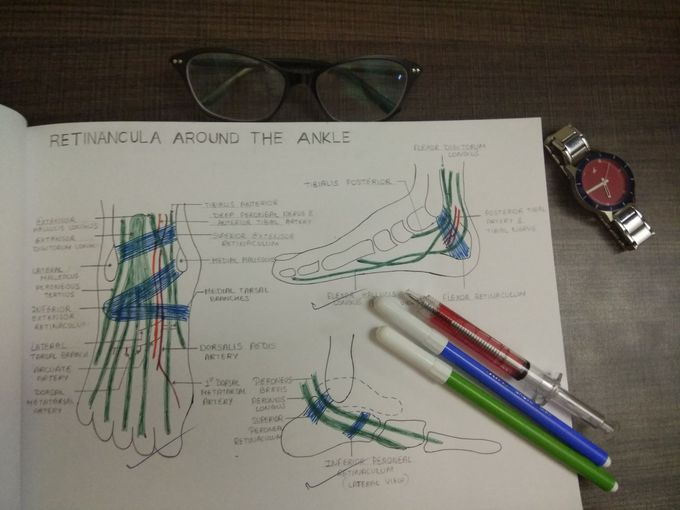 Ankle Joint - Gross Anatomy Flashcards