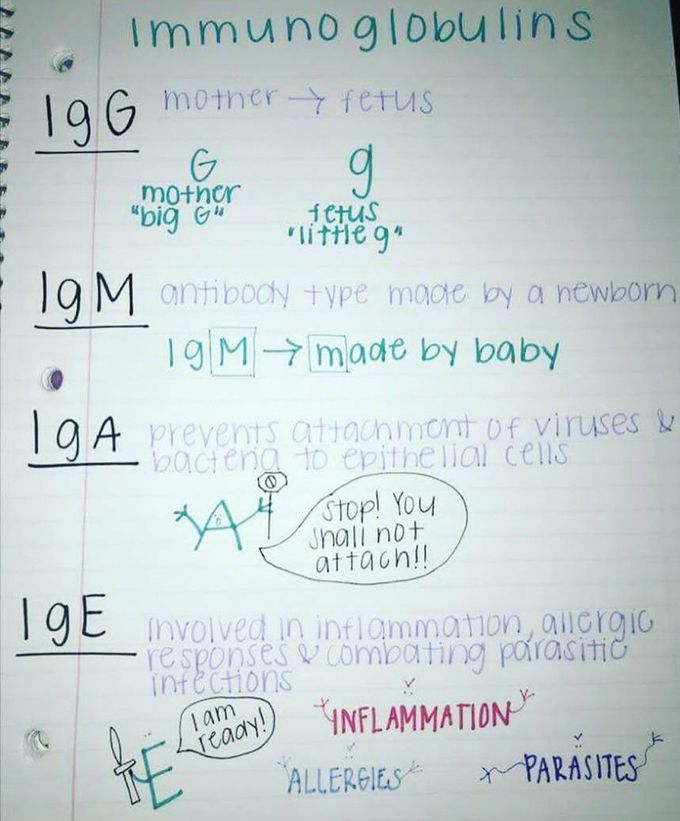 Immunoglobulins