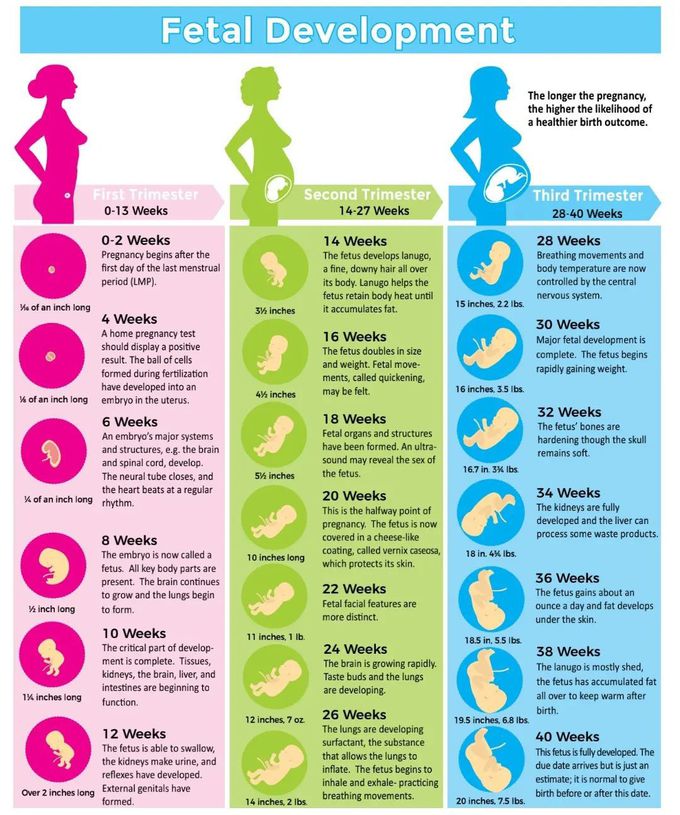 Fetal Development