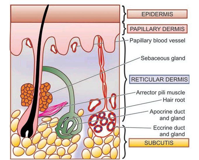 Skin histology