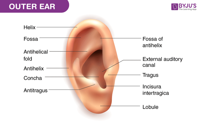 External structure of ear