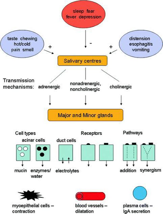 Saliva Regulation