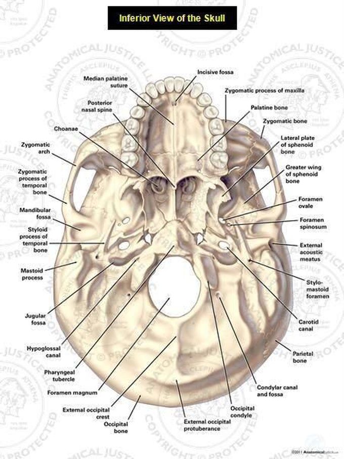 Anatomy of the Skull