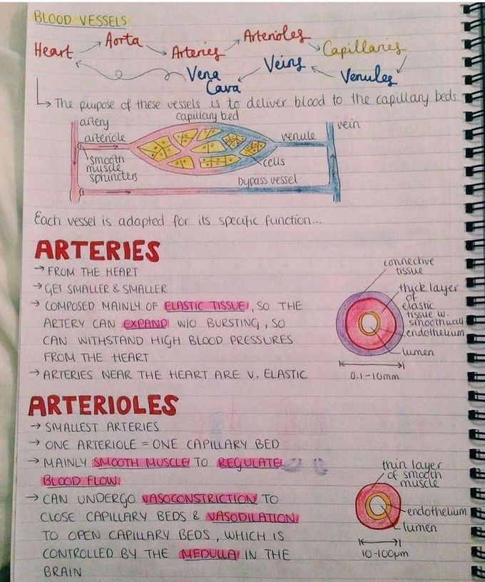 Blood Vessels