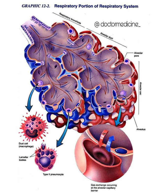 Respiratory Airways