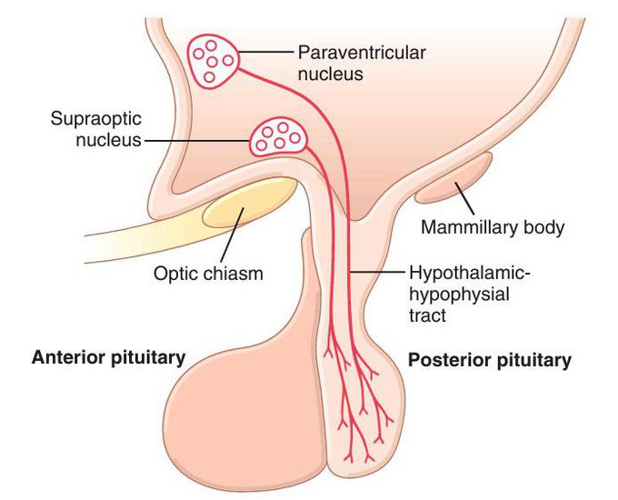 Posterior pituitary gland