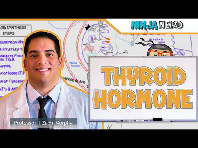 Thyroid hormone-Synthesis