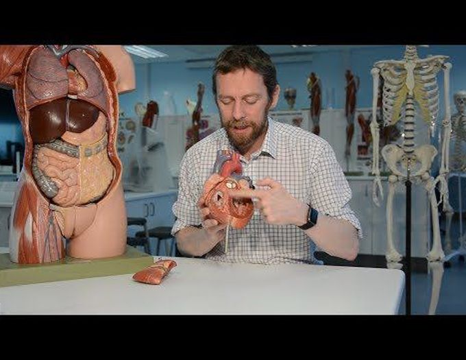 Heart (anatomy)